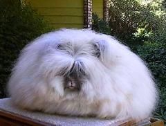 angora rasa antica este una dintre cele mai frumoase rase pure din lume. blana sa fina, matasoasa,